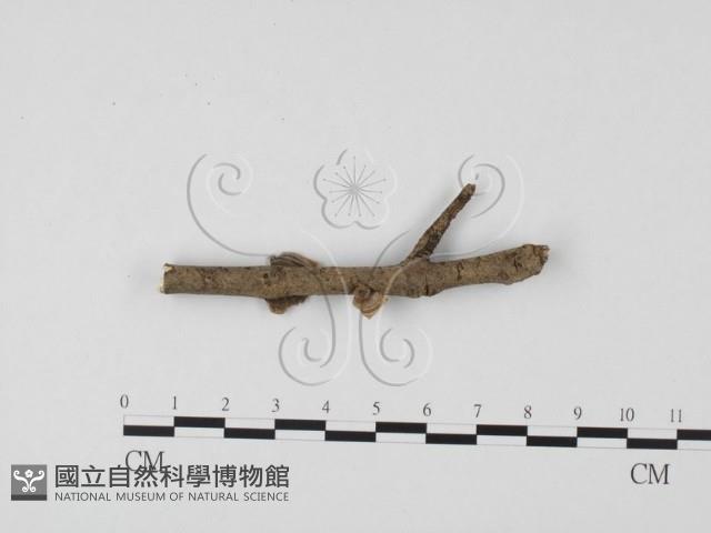 栓菌屬藏品圖，第3張