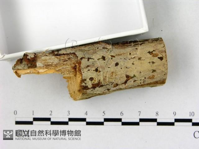 登錄號:F0022723藏品圖，第3張