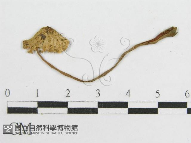 登錄號:F0012723藏品圖，第3張