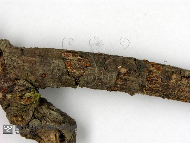 登錄號:F0007723藏品圖，第3張