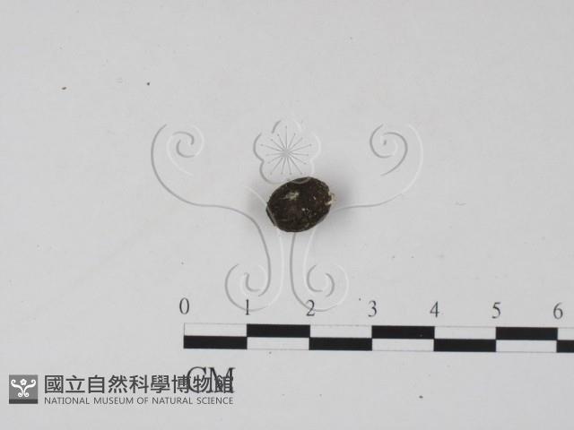 登錄號:F0005723藏品圖，第3張