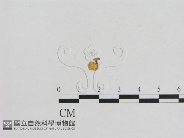小菇屬藏品圖，第3張