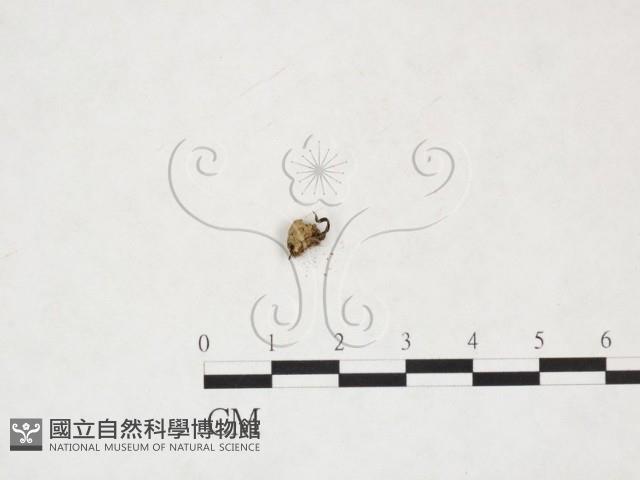 登錄號:F0019723藏品圖，第3張