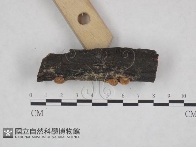 登錄號:F0023723藏品圖，第3張