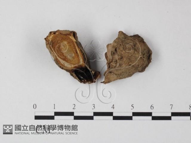 登錄號:F0003723藏品圖，第3張