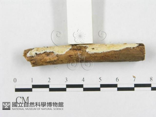 骨皮菌屬藏品圖，第3張
