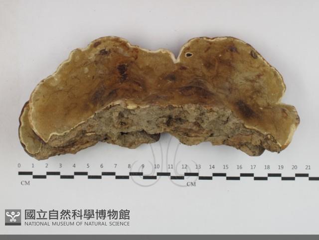 登錄號:F0033723藏品圖，第3張