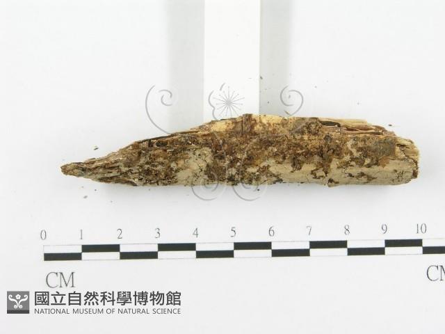 登錄號:F0020523藏品圖，第3張