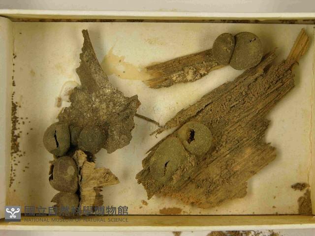 登錄號:F0021523藏品圖，第3張