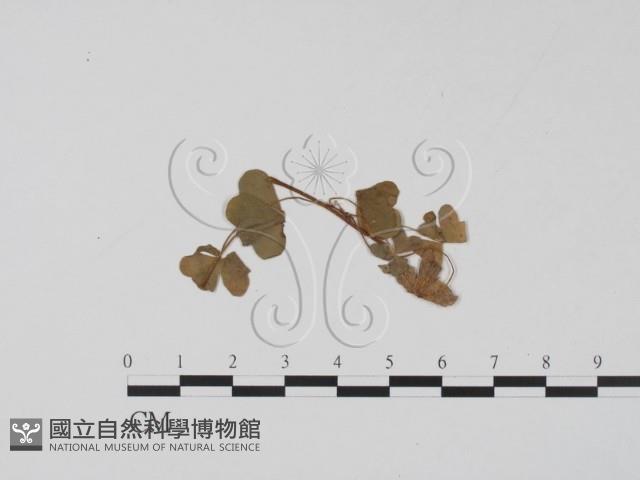 登錄號:F0011523藏品圖，第3張