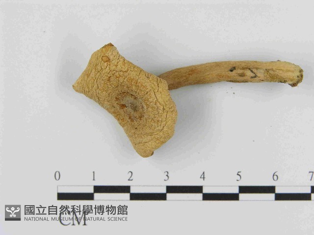 乳菇屬藏品圖，第3張