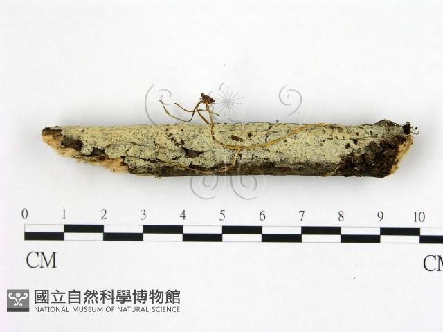 登錄號:F0022523藏品圖，第3張