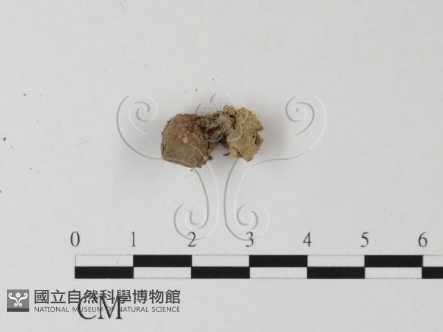 登錄號:F0012523藏品圖，第3張