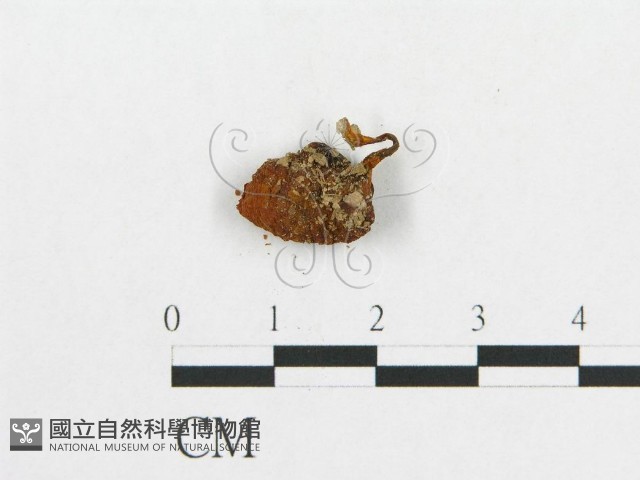 登錄號:F0007523藏品圖，第3張