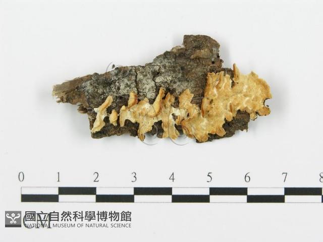 登錄號:F0017523藏品圖，第1張