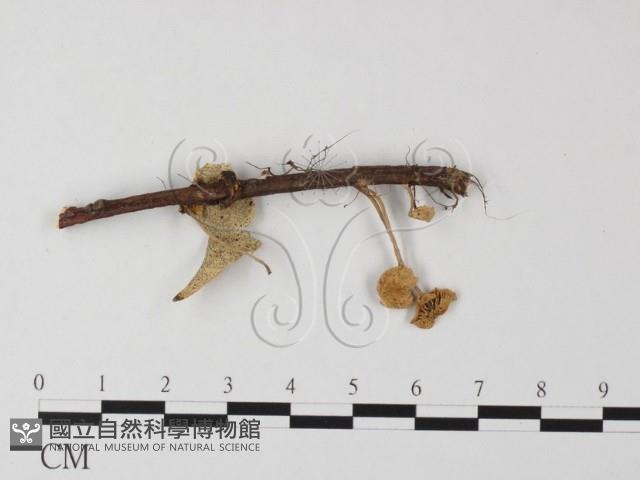 小皮傘屬藏品圖，第3張