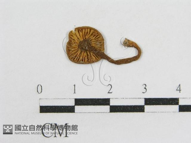 粉褶菌屬藏品圖，第3張