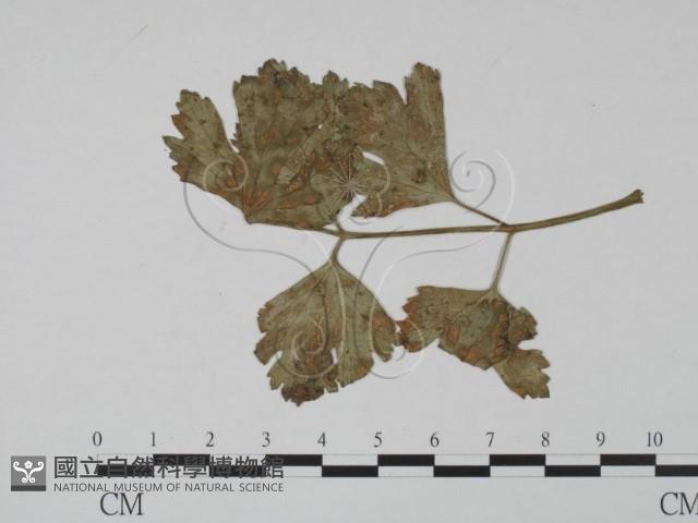 登錄號:F0019523藏品圖，第3張