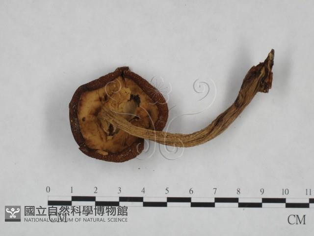 登錄號:F0023523藏品圖，第3張