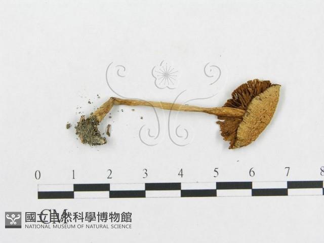 登錄號:F0003523藏品圖，第3張