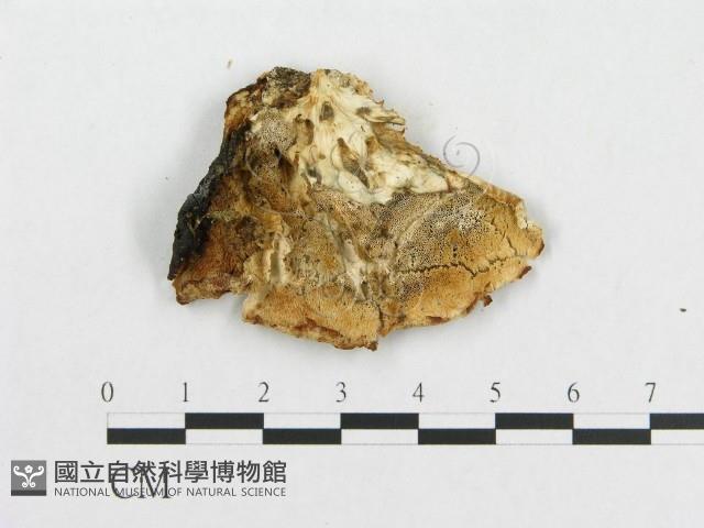 登錄號:F0008123藏品圖，第3張