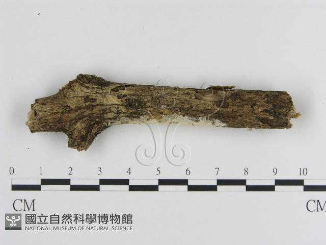 絲皮菌屬藏品圖，第3張