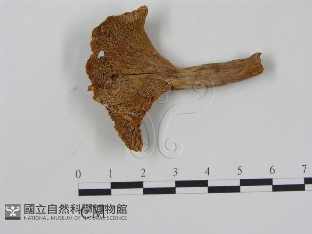 乳菇屬藏品圖，第3張