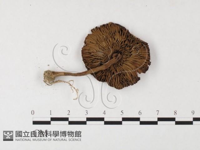 登錄號:F0026123藏品圖，第3張