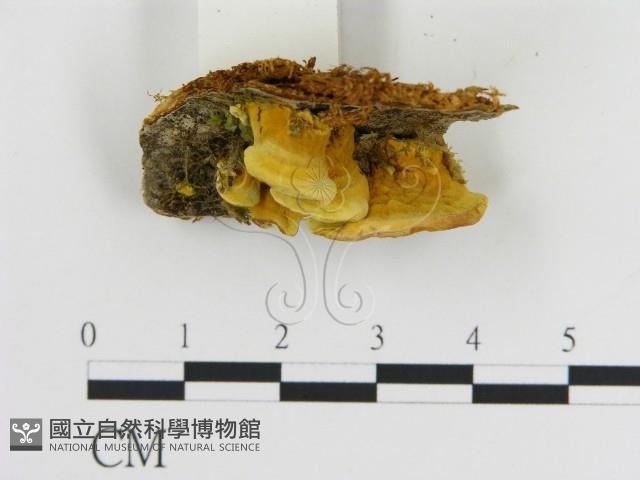 登錄號:F0006123藏品圖，第3張