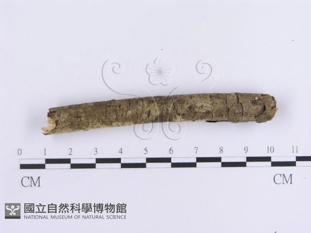 登錄號:F0012123藏品圖，第3張