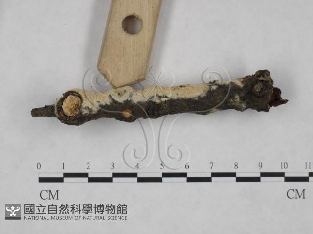 登錄號:F0025123藏品圖，第3張