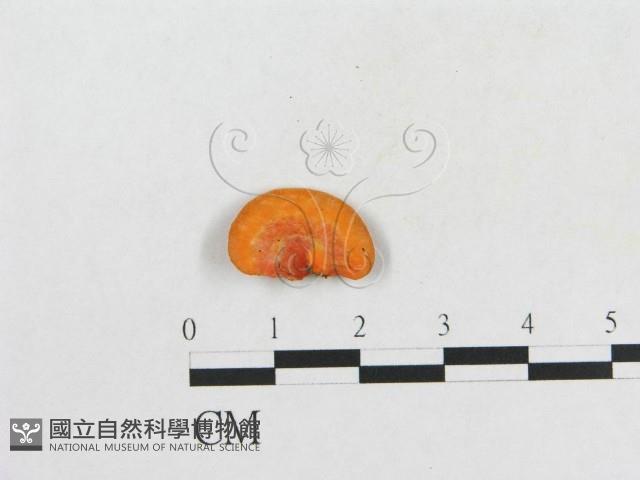 血紅密孔菌藏品圖，第3張