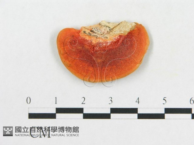 血紅密孔菌藏品圖，第3張