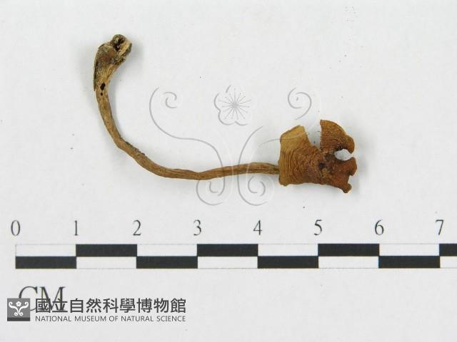 登錄號:F0019123藏品圖，第3張