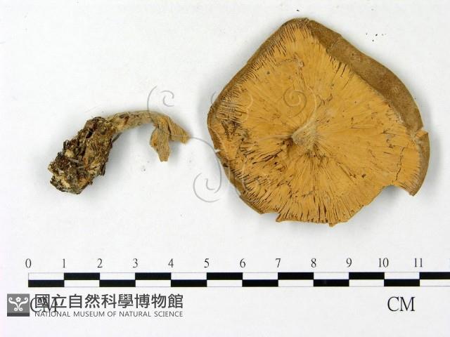 登錄號:F0023123藏品圖，第3張