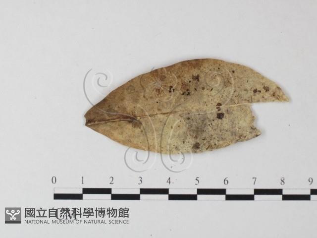 小皮傘屬藏品圖，第3張