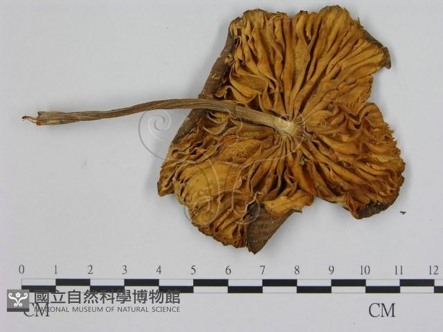 登錄號:F0020023藏品圖，第3張