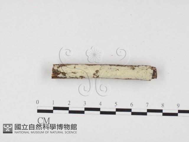 冇骨消絲齒菌藏品圖，第3張