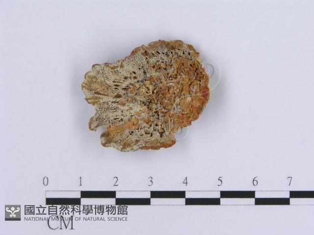 登錄號:F0010023藏品圖，第3張