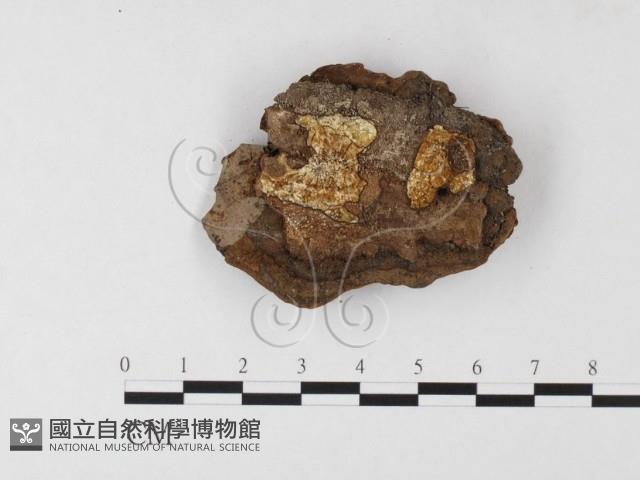 木層孔菌屬藏品圖，第3張