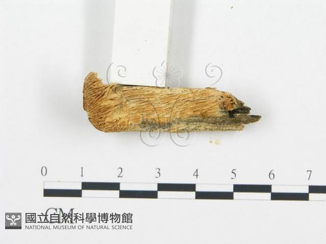 登錄號:F0006023藏品圖，第3張