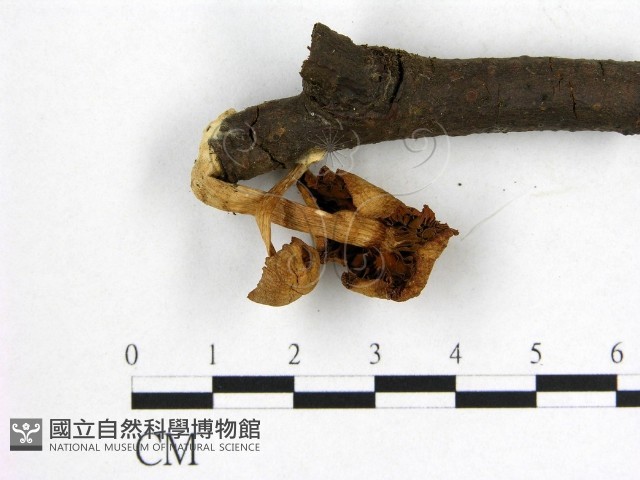 登錄號:F0016023藏品圖，第3張