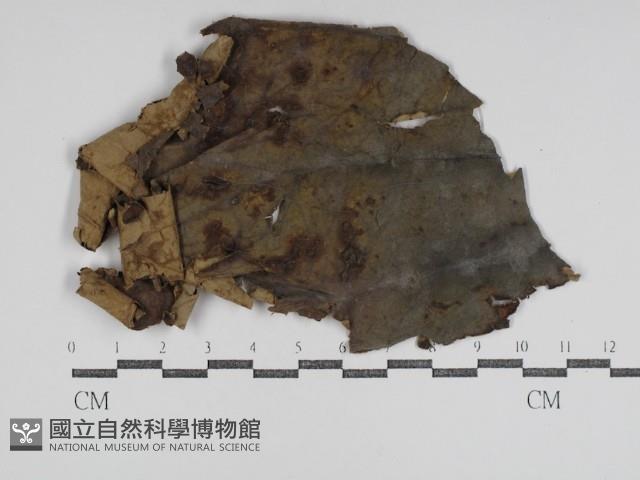 登錄號:F0031023藏品圖，第1張