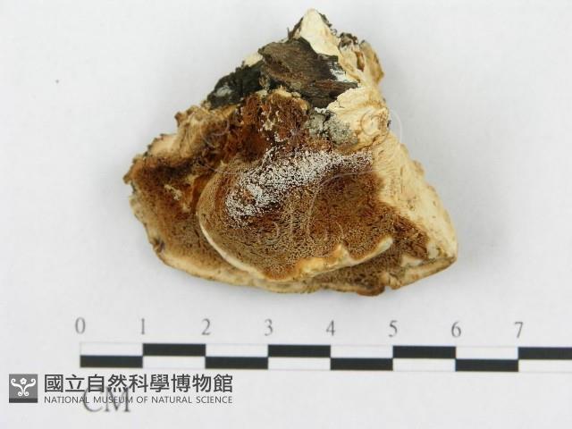 登錄號:F0014023藏品圖，第3張