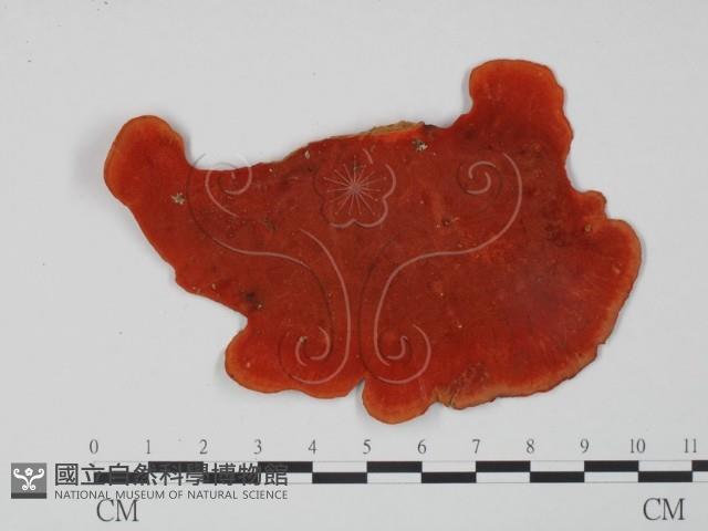 血紅密孔菌藏品圖，第3張
