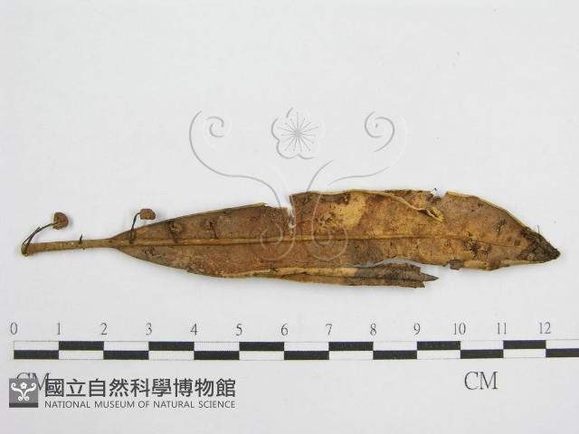 微皮傘屬藏品圖，第3張
