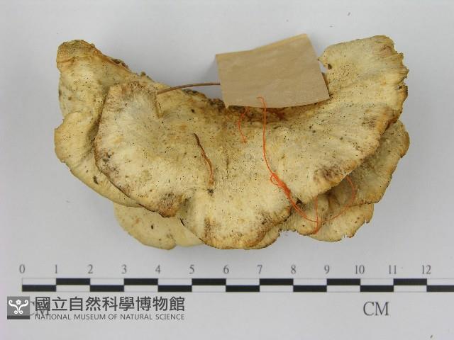 登錄號:F0017023藏品圖，第3張
