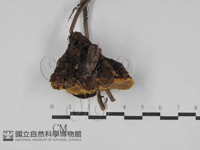 登錄號:F0025023藏品圖，第3張