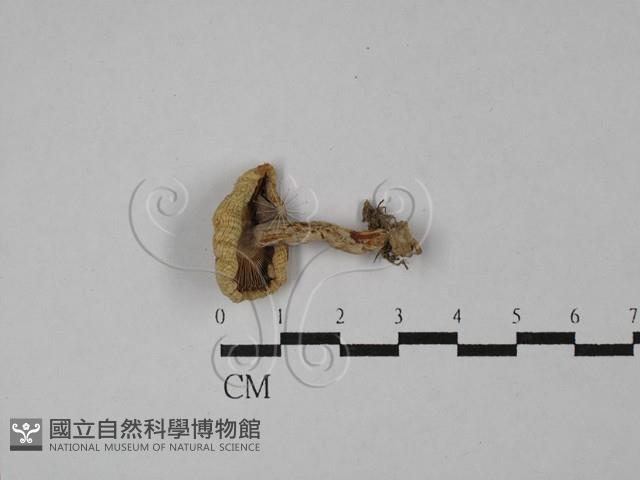 紅菇屬藏品圖，第3張