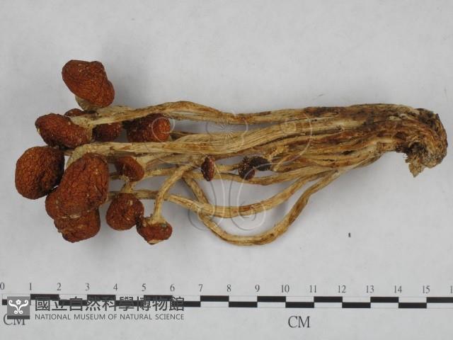 登錄號:F0013023藏品圖，第3張